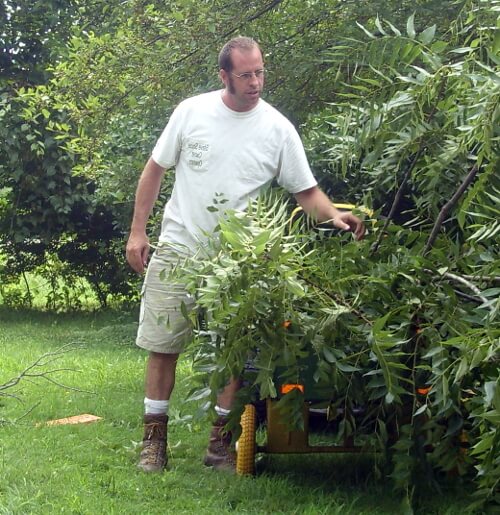 Everybody's Favorite Deck Guy providing Tree Services, with a tree removal, and shrubbery thinning.